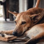 ¿Cómo hacer una denuncia por maltrato animal en Chile?