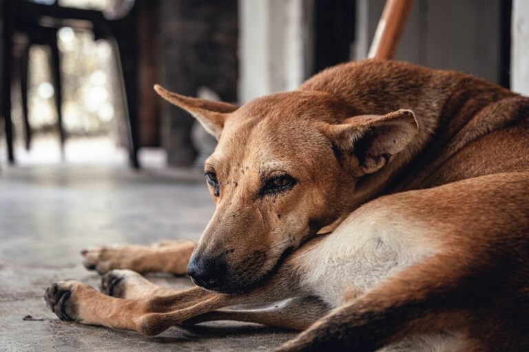 ¿Cómo hacer una denuncia por maltrato animal en Chile?